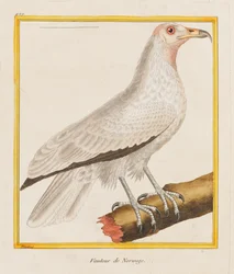 Norwegian Vulture, 1787