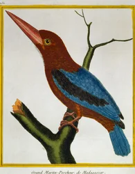 White-throated Kingfisher