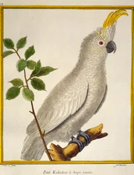 Yellow-crested Cockatoo, from Histoire naturelle des oiseaux