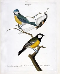 Zoological plate (ornithology): Tits. 1: the belotte (blue tit or Parus caeruleus), 2: the pleasant one or the charbonnière (great tit or Parus major), 3: the favoured one (long-tailed tit or Aegithalos caudatus) on a branch. Illustration