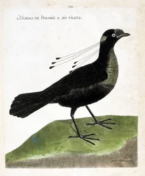 Zoological board (ornithology): bird of paradise has six nets (wahnes paradise or wahnesi patoria). Illustration in 