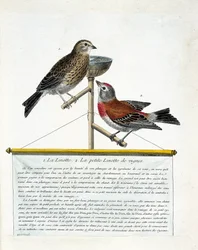 Zoological board (ornithology): from top to bottom: The linotte and the small linotte of the vines on a perch. Illustration in 