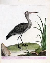 Zoological plate (ornithology): the godwit itself (black-tailed godwit or Limosa limosa). Illustration in “The History of the Birds, Painted in Their Appearing and Sensitive Aspects” by François Nicolas Martinet (1731-1800). Private collection.