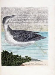 Zoological board (ornithology): the large dive. Illustration in 