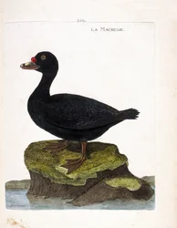 Zoological board (ornithology): scoter (black scoter or melanitta nigra). Illustration in 