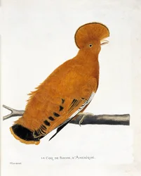Zoological Chart (Ornithology): American Rock Rooster (Orange Rooster or Rupicola Rupicola) on a Branch
