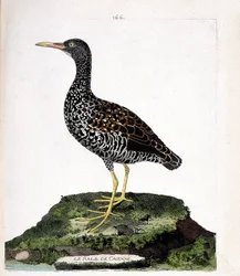 Zoological chart (ornithology): Caienne