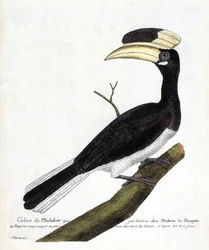 Zoological chart (ornithology): Calao de Malabar (Anthracoceros coronatus) on a branch. Illustration in 