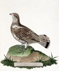 Zoological Chart (Ornithology): Female Gelinotte (Wood Gelinotte or Bonasia Bonasia). Illustration in 