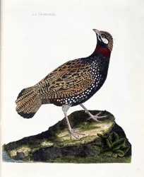 Zoological chart (ornithology): francolin (black francolin or Francolinus francolinus). Illustration in “The History of the Birds, Painted in Their Appearing and Sensitive Aspects” by François Nicolas Martinet (1731-1800). Private collection.