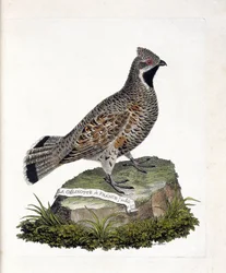 Zoological chart (ornithology): La gelinotte de France male (gelinotte des bois or bonasia bonasia). Illustration in 