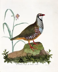 Zoological chart (ornithology): La partridge rouge de France, male (red partridge or alectoris rufa). Illustration in 