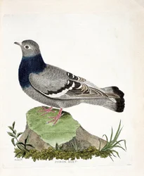 Zoological Chart (Ornithology): Pigeon Biset (Columbia Livia). Illustration in 