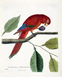 Zoological chart (ornithology): Red parakeet from the island of Borneo (Great eclectus or eclectus roratus). Illustration in 
