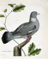 Zoological chart (ornithology): The branched pigeon (columba palumbus) on a branch. Illustration in 