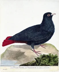 Zoological chart (ornithology): The branched pigeon of Madagascar. Illustration in 