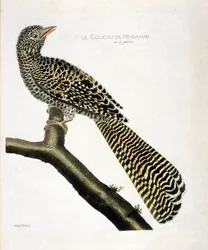 Zoological chart (ornithology): The cuckoo of Mindanao (koel cuckoo or Eudynamys scolopacea) on a branch. Illustration in 