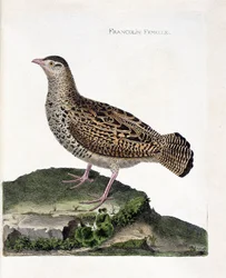 Zoological chart (ornithology): The female francolin. Illustration in 