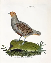 Zoological chart (ornithology): The gray partridge of France, male. Illustration in 