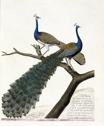 Zoological chart (ornithology): the peacock (blue peacock or Pavo cristatus). Illustration in “The History of the Birds, Painted in Their Appearing and Sensitive Aspects” by François Nicolas Martinet (1731-1800). Private collection.