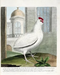 Zoological Chart (Ornithology): Virginia Hen or Hens Without Rump (Domestic Hen iu Gallus Gallus). Illustration in 