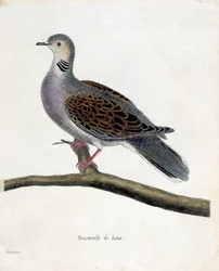 Zoological chart (ornithology): Wood dove (wooddove or streptopelia turtur) on a branch. Illustration in 