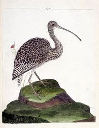 Zoological chart (ornithology): curlew ash or numenius arquata. Illustration in 