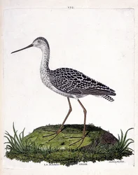 Zoological Chart (Ornithology): Grey Barge (Red Barge or Limosa Lapponica). Illustration in 