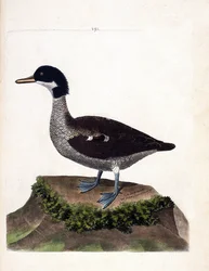 Zoological chart (ornithology): java teal. Illustration in 