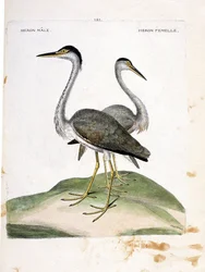 Zoological chart (ornithology): male and female heron (heron ash or ardea cinerea). Illustration in 