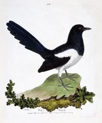 Zoological chart (ornithology): male magpie or talkative pie. Illustration in 