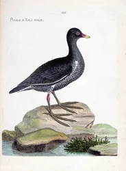 Zoological chart (ornithology): male waterhen (gallinula chloropus). Illustration in 