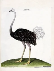 Zoological chart (ornithology): ostrich. Illustration in 
