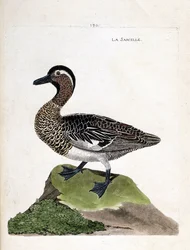 Zoological chart (ornithology): teal (anas querquedula). Illustration in 