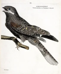 Zoological chart (ornithology): the angulvent on a branch. Illustration in 