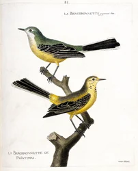 Zoological chart (ornithology): the bergeronnette itself and the spring bergeronnette on a branch. Illustration in 