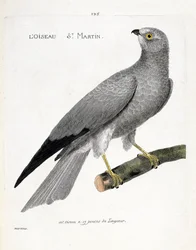 Zoological chart (ornithology): the bird saint martin (busard saint martin or circus cyaneus) on a branch. Illustration in 