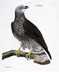 Zoological chart (ornithology): the bondree on a branch. Illustration in 