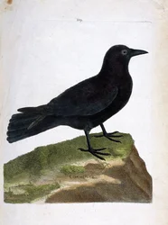 Zoological chart (ornithology): the crow (black crow or corvus corone). Illustration in 