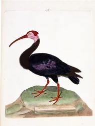 Zoological chart (ornithology): curlew with a bare head of the cap of good hope (ibis du cap or geronticus calvus). Illustration in 