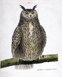 Zoological chart (ornithology): the duke or grand duke (grand duke or bubo bubo) on a branch. Illustration in 