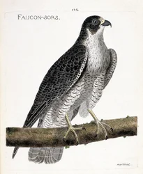 Zoological chart (ornithology): the falcon comes out or falcon out (pelerine falcon or falco peregrinus) on a branch. Illustration in 
