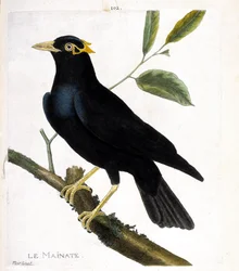 Zoological chart (ornithology): the mainate (religious mainate or gracula religiosa) on a branch. Illustration in 