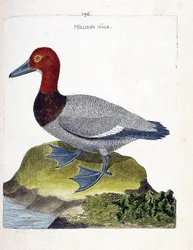 Zoological chart (ornithology): male millouin (scaup or Aythia ferina). Illustration in 