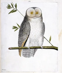 Zoological chart (ornithology): the owl (Barn Owl or Tyto Alba) on a branch. Illustration in 