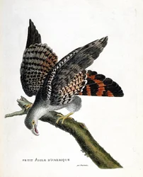 Zoological Chart (Ornithology): The Small American Eagle (Buffon Busard or Circus Buffoni) on a Branch. Illustration in 
