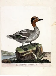 Zoological chart (ornithology): small teal (winter teal or anas crecca). Illustration in 