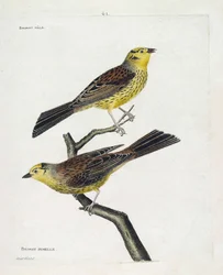 Zoological chart (ornithology): top to bottom: Male and female Sparrows (Yellow Sparrow or Emberiza citrinella). Illustration in 