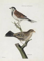 Zoological chart (ornithology): top to bottom: Reed ortolan (Reed Sparrow or Emberiza schoeniclus) and Ortolan (Ortolan Sparrow or Emberiza hortulana) on a branch. Illustration in 