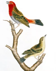 Sparrow and Its Female, Colored Engraving by Francois Nicolas Martinet